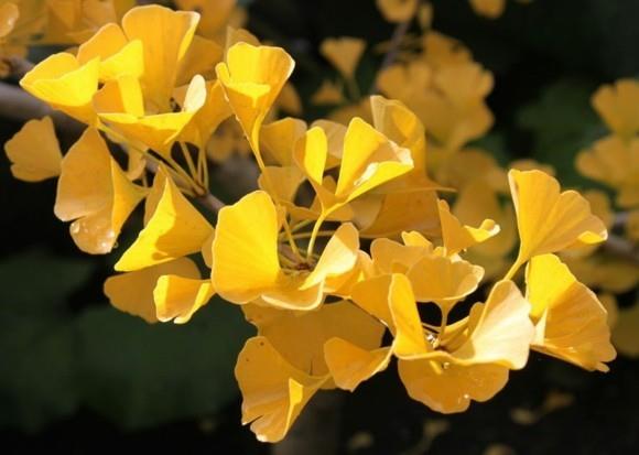 Ginkgo Tree Ginkgo Αφήνει Κίτρινα Αρσενικά Δέντρα Ginkgo Biloba