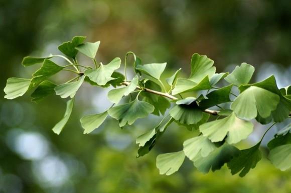 Δέντρο Ginkgo Το Ginkgo αφήνει πράσινο κλαδί