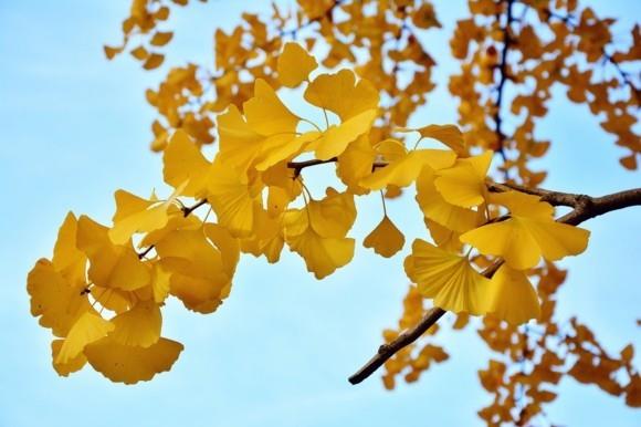 Ginkgo δέντρο ginkgo αφήνει όμορφες εικόνες της φύσης
