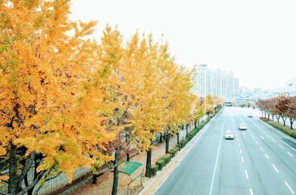 Ginkgo Tree Ginkgo Trees Road