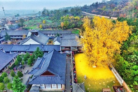 Δέντρο Ginkgo Βουδιστικός ναός χρυσά φύλλα ginkgo