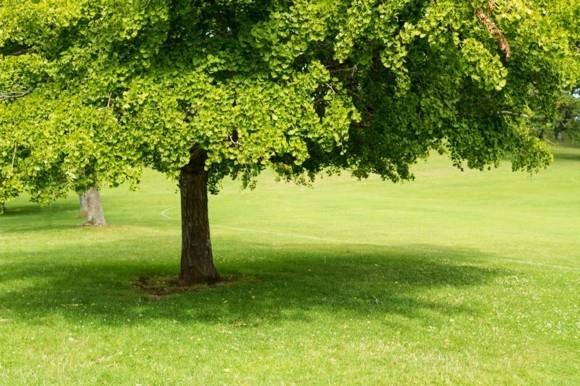 Ginko Biloba Tree Ginkgo Tree Σημασία και εφαρμογή