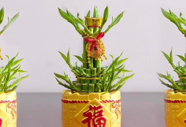 Lucky Bamboo Feng Shui Houseplant Κινέζικη κουλτούρα Σημασία