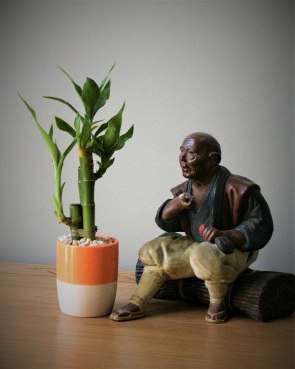 Lucky Bamboo Houseplant Dracena sanderiana Άγαλμα Φροντίδας του Βούδα