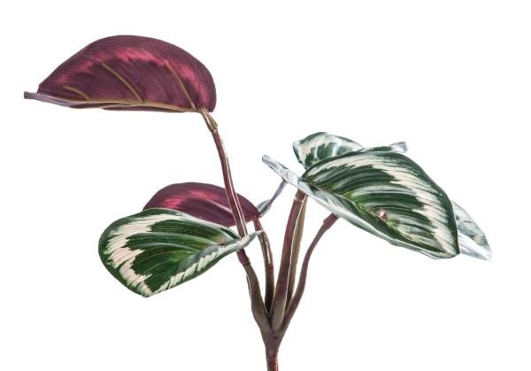 Τα τυχερά φυτά γοητείας Calathea Korbmarante φέρνουν τύχη και αγάπη