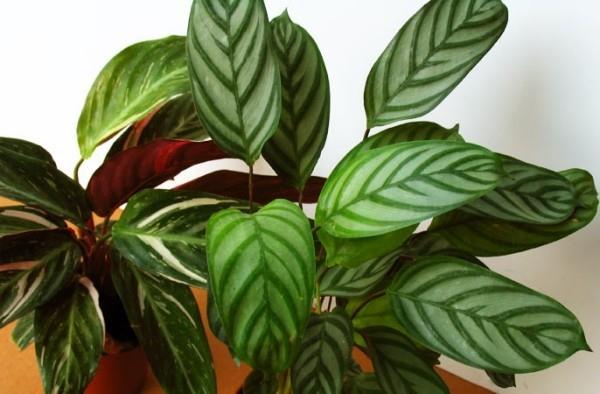 Τυχερά φυτά γοητείας Calathea Korbmarante φυτά εσωτερικού χώρου εύκολης φροντίδας