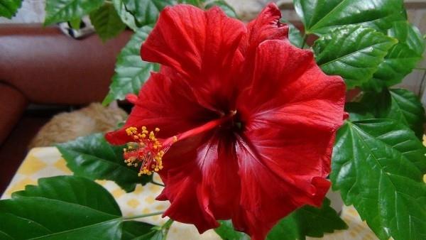 Τυχερή γοητεία φυτά ιβίσκου όμορφο κόκκινο λουλούδι σύμβολο της αγάπης