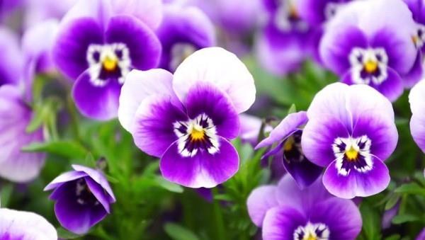 Τυχερή γοητεία φυτά βιολέτες όμορφα λουλούδια καμία οικογενειακή διαμάχη