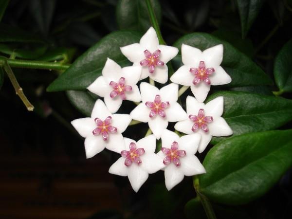 Η τυχερή γοητεία φυτεύει όμορφα λευκά γυαλιστερά λουλούδια λουλούδι κεριού Hoya