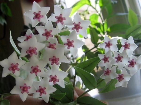 Τυχερή γοητεία φυτά λευκά γυαλιστερά λουλούδια λουλούδι κεριού Hoya