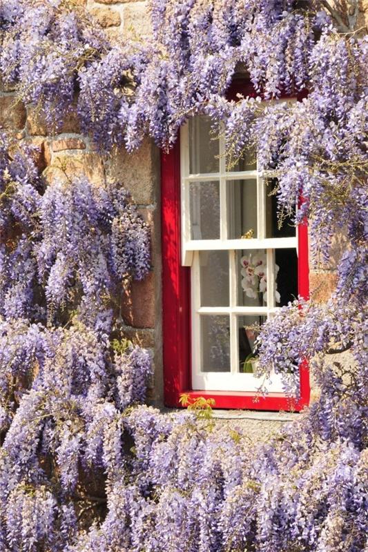 Wisteria wisteria μεγάλες συστάδες λουλουδιών λεπτή μοβ