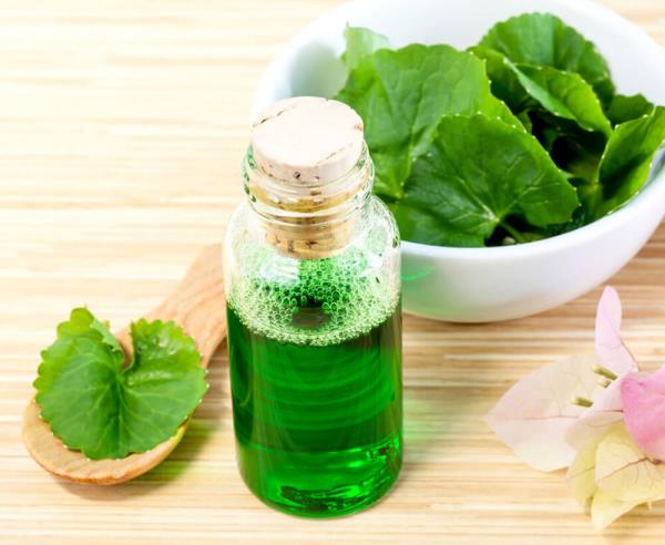 Gotu Kola ασιατικό γρασίδι τίγρης Τροφή για τον εγκέφαλο