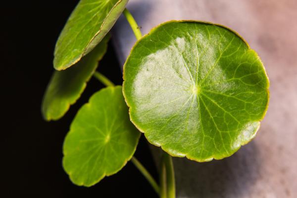 Το γρασίδι της τίγρης της Gotu Kola κάνει θαύματα για μια αποτελεσματική θεραπεία