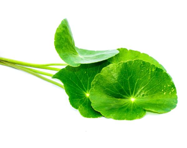 Gotu Kola ασιατικό γρασίδι τίγρης που χρησιμοποιείται ευρέως στην Auyverda και στην παραδοσιακή κινεζική ιατρική