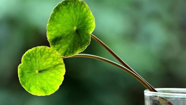 Gotu Kolas ασιατικό φαρμακευτικό βότανο πράσινα κυκλικά ή νεφροειδή φύλλα