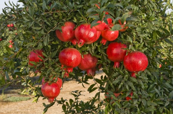 Οπωροφόρο δέντρο μήλου ροδιού