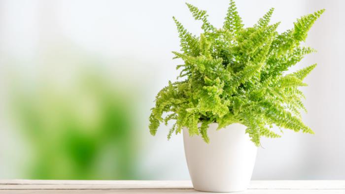 Πράσινο τυχερό γούρι φτέρη δημοφιλές φυτό εσωτερικού χώρου φέρνει τύχη στο σπίτι
