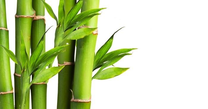 Πράσινο τυχερό γούρι Lucky Bamboo δημοφιλές φυτό εσωτερικού χώρου