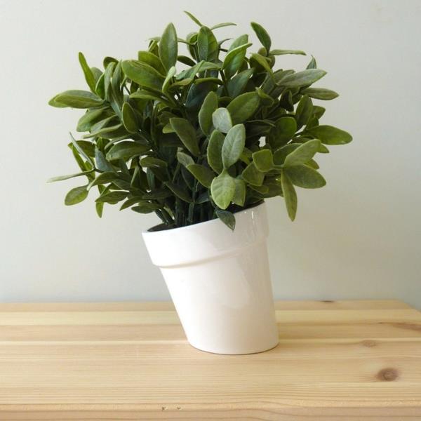 Πράσινα φυτά σαρκώδη φύλλα εικόνες πλάγια λευκή γλάστρα