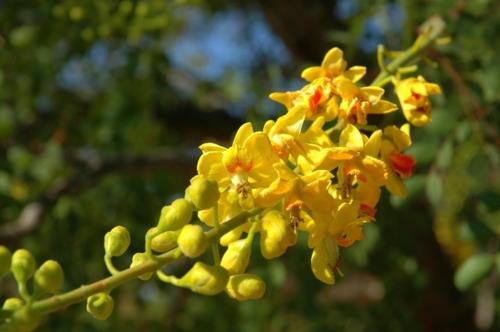 Μεγάλο φυτό κίτρινο φύλλωμα δέντρων κίτρινο κορεσμένο χρώμα