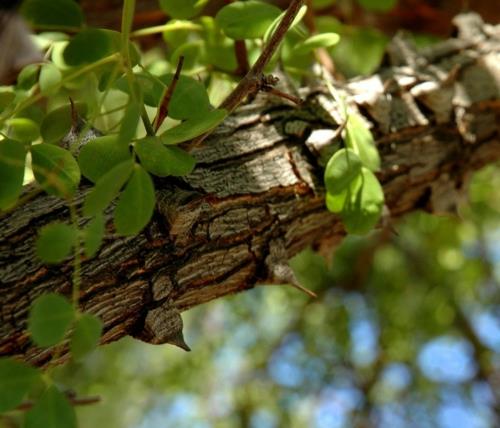 Μεγάλο φυτό κίτρινο δέντρο αφήνει πράσινο