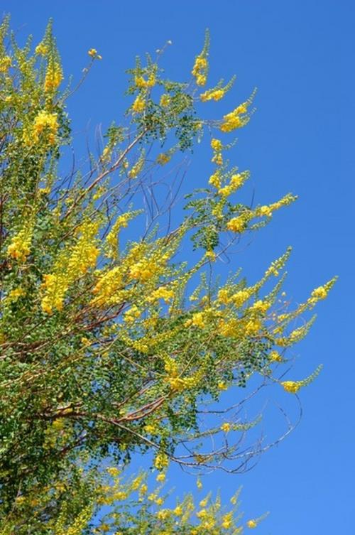 Υπέροχο φυτό κίτρινα λουλούδια τέχνη ουρανού
