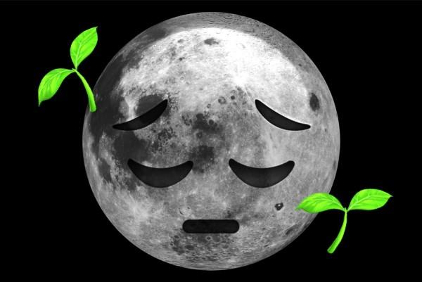 Μεγάλο βήμα για την ανθρωπότητα Τα πρώτα φυτά φυτρώνουν στο πίσω μέρος του φεγγαριού δυστυχισμένο φυτό φεγγάρι