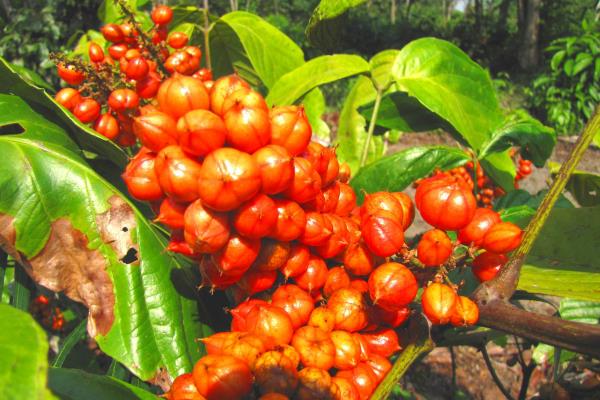 Εξωτικά φρούτα Γκουαράνα στο τροπικό δάσος της Βραζιλίας περίεργη εναλλακτική λύση φιλική προς τους σπόρους προς τον καφέ