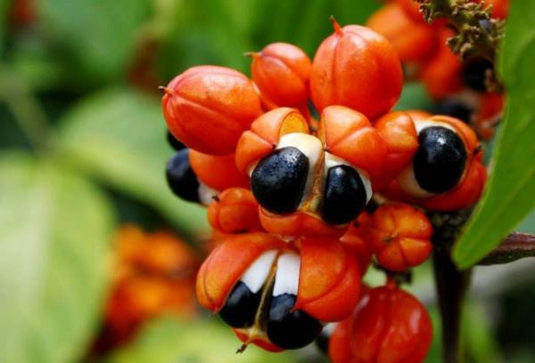 Γκουαρανά εξωτικά φρούτα παράξενοι σπόροι εναλλακτικοί στις διεγερτικές του καφέ παρενέργειες