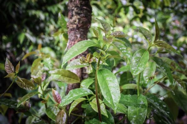 Συμβουλές παρασκευής τσαγιού φυτών Guayusa