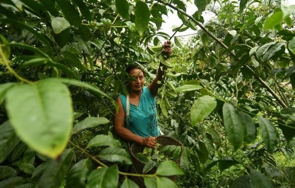 Συμβουλές παρασκευής τσαγιού Guayusa τροπικό δάσος Αμαζονίας