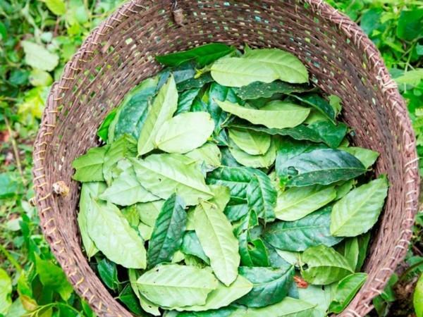Guayusa τσάι κάνοντας συμβουλές φύλλα καλάθι