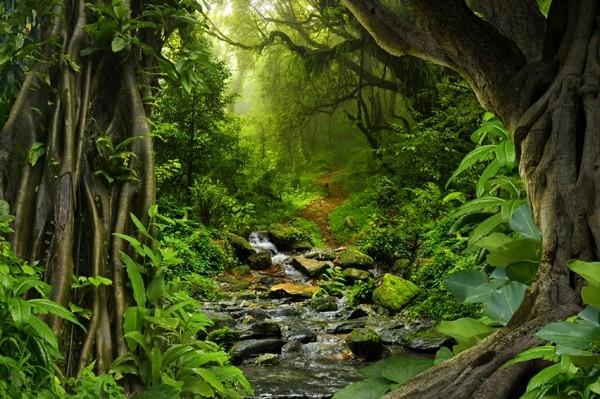 Πώς να φτιάξετε συμβουλές τσαγιού guayusa στο τροπικό δάσος του Ισημερινού