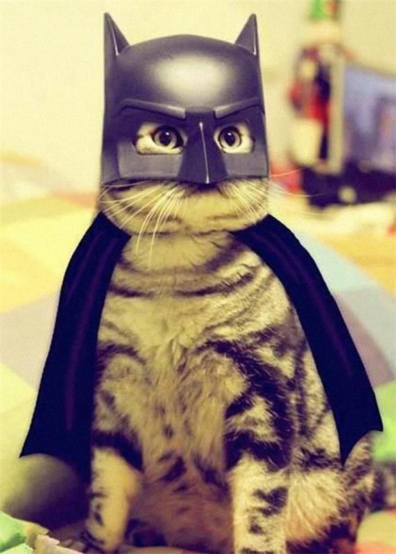 Αποκριάτικες στολές κατοικίδια ζώα batman cat
