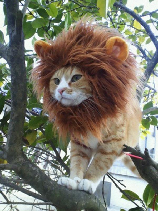 Κοστούμια αποκριών ενδιαφέροντα κατοικίδια ζώα λιοντάρι γάτας