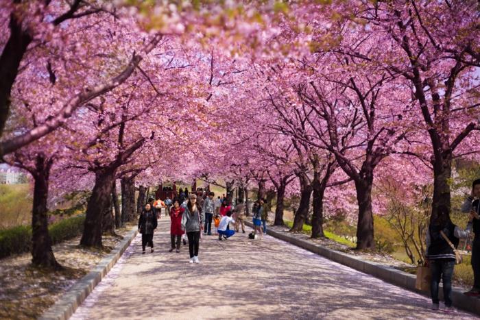 Πρωτεύουσα της Νότιας Κορέας άνθη κερασιών