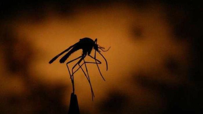 Σπιτικές θεραπείες κατά των κουνουπιών Το τσίμπημα των κουνουπιών αντιμετωπίζει τα κουνούπια
