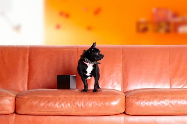 Ιδέα για δερμάτινο καναπέ -σκύλο κατοικίδιου ζώου από το smartphone σας