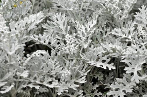ασημένια φύλλα ασημί αποχρώσεις αρκετά μπαλκονόφυτα για την κρύα εποχή