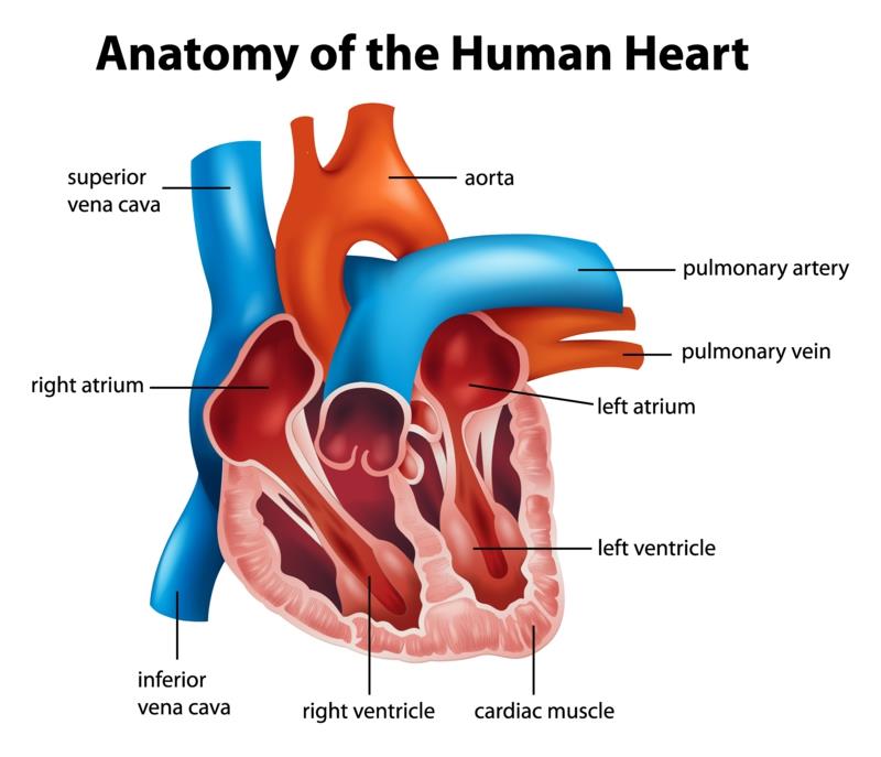 Καρδιακές παθήσεις ανατομία καρδιά υγιή ζωή γυναίκες