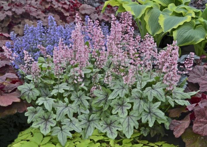 Ιδέες Heuchera ροζ μπλε λουλούδι κρεβάτι ιδέες