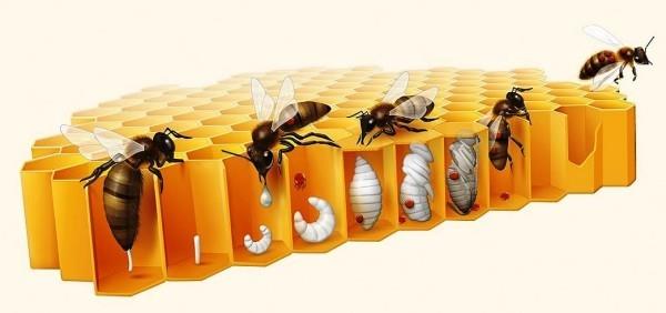 Το Hi-Tech Beehive CoCoon της BeeLife προστατεύει τις μέλισσες από τα ακάρεα Varroa. Τα ακάρεα Verroa εξακολουθούν να προσκολλώνται στα μωρά
