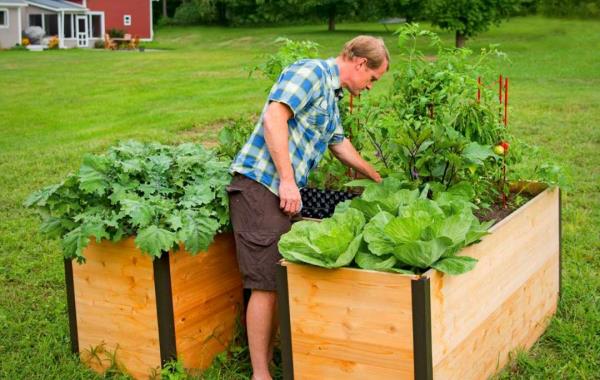 Υπερυψωμένο κρεβάτι σε σχήμα κλειδαρότρυπας έξυπνη ιδέα σχεδιασμού πολλά πλεονεκτήματα νεαρός άνδρας που καλλιεργεί λαχανικά