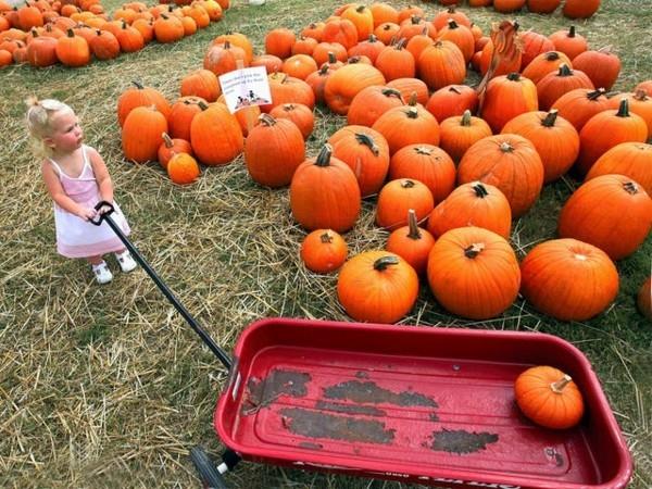 Hokkaido Pumpkin Harvest Κολοκυθόσουπα Hokkaido