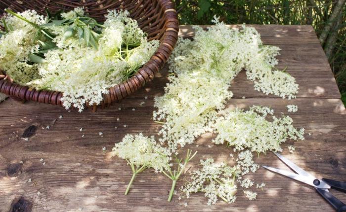 Elderflower συνταγή σιρόπι μπουκάλι yweig κομμένο