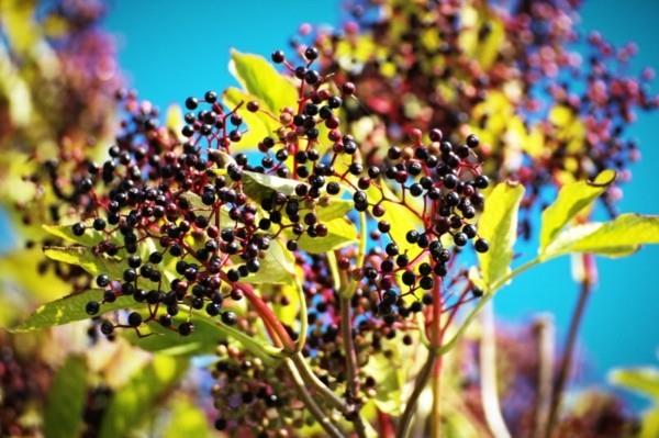 Φτιάξτε μόνοι σας σιρόπι elderberry