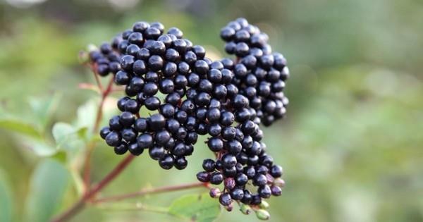 Το σιρόπι Elderberry φτιάξτε μόνοι σας χυμό elderberry από μούρα