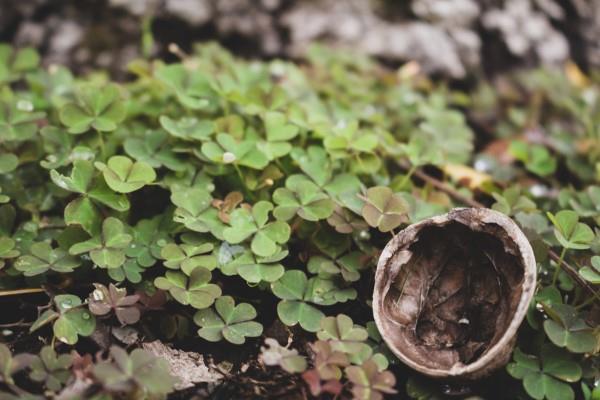 Ξύλο ξινή καταπολεμά την οξαλίδα στο δάσος χρησιμοποιώντας φυσικές θεραπείες στο σπίτι και φιλικές προς το περιβάλλον μεθόδους