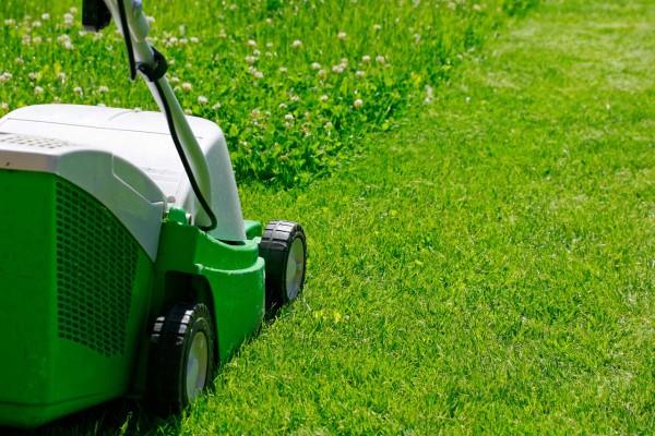 Η κόρνα ξινή καταπολεμά την οξαλίδα με φυσικά σπιτικά φάρμακα και φιλικές προς το περιβάλλον μεθόδους, μην την καταστρέψετε με το κούρεμα