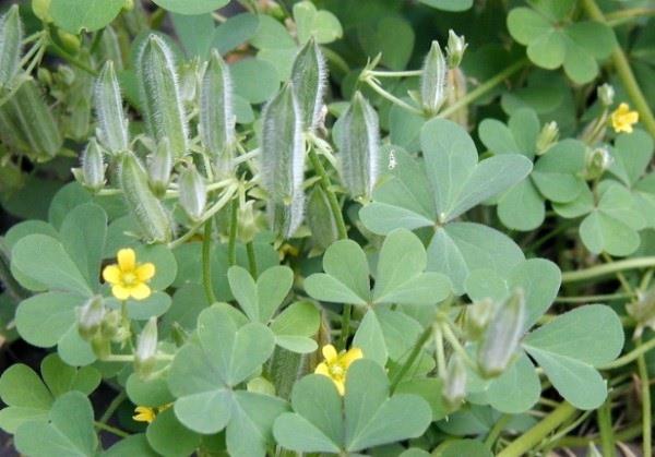 Horn sorrel καταπολεμά τις κάψουλες σπόρων oxalis χρησιμοποιώντας φυσικές θεραπείες στο σπίτι και φιλικές προς το περιβάλλον μεθόδους